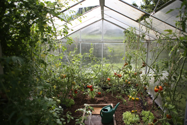 Diseases like powdery mildew