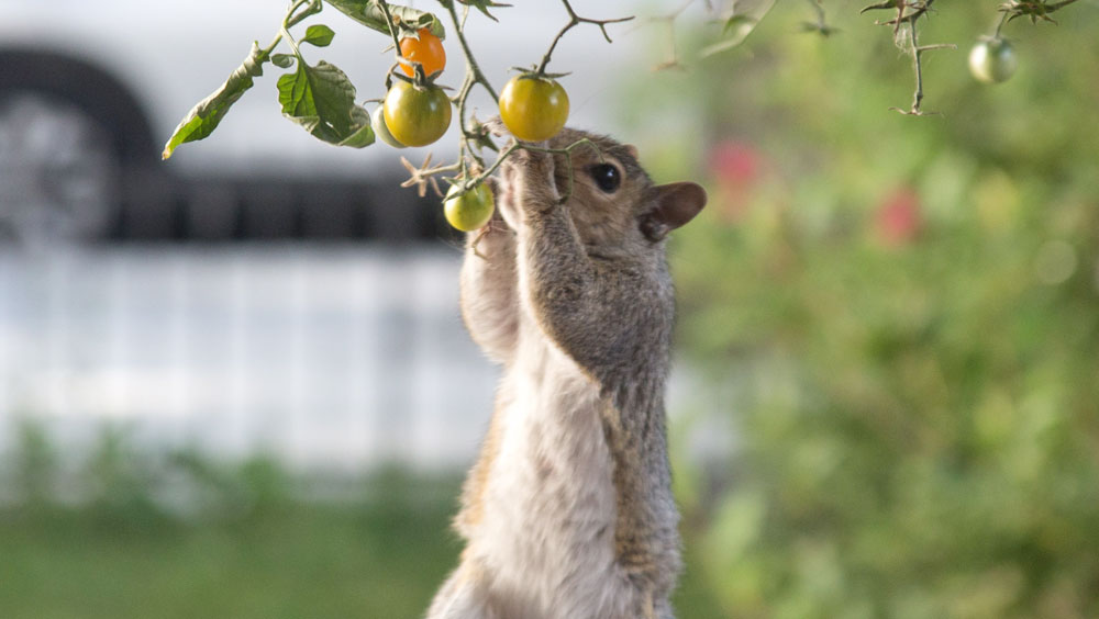 How To Keep Squirrels Out Of The Garden
