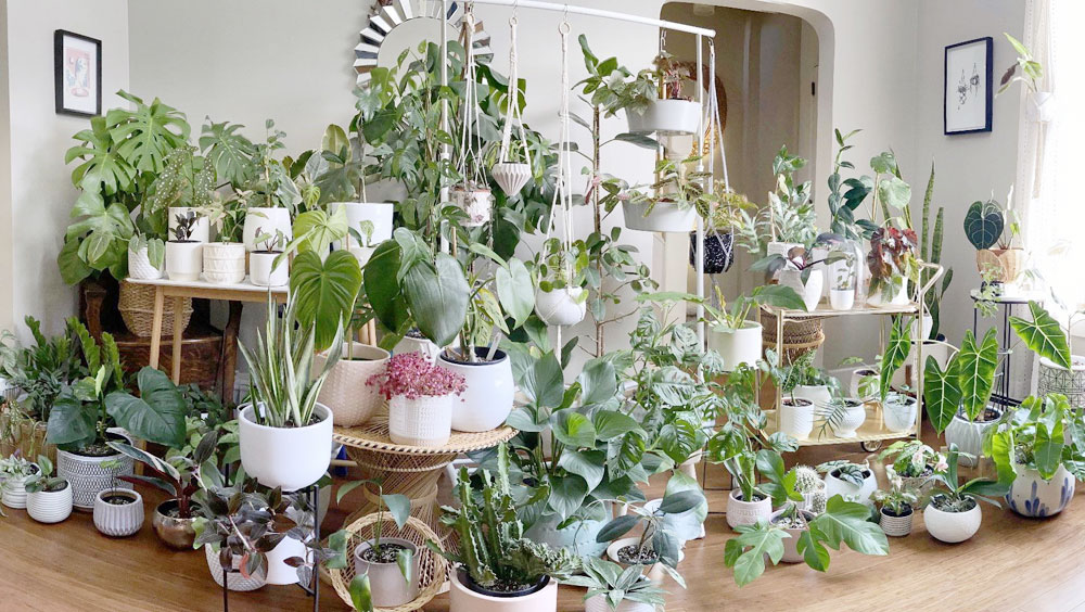 How To Water Houseplants