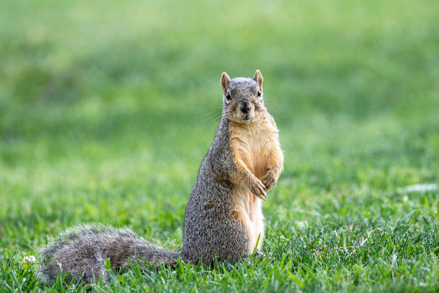 Squirrel Habits and Characteristics