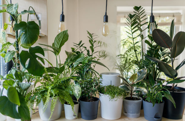 Understand Your Plant s Watering Needs