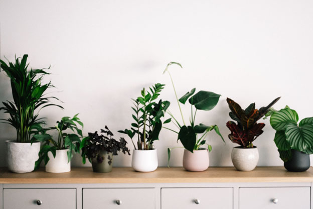 Understanding the Importance of Proper Watering