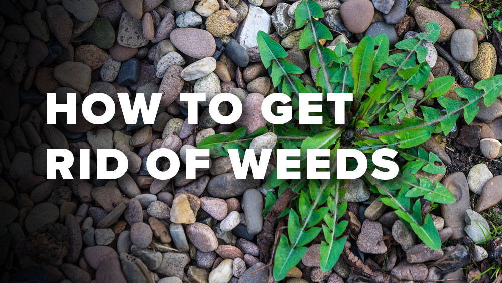How To Get Rid Of Weeds In Rock Landscaping