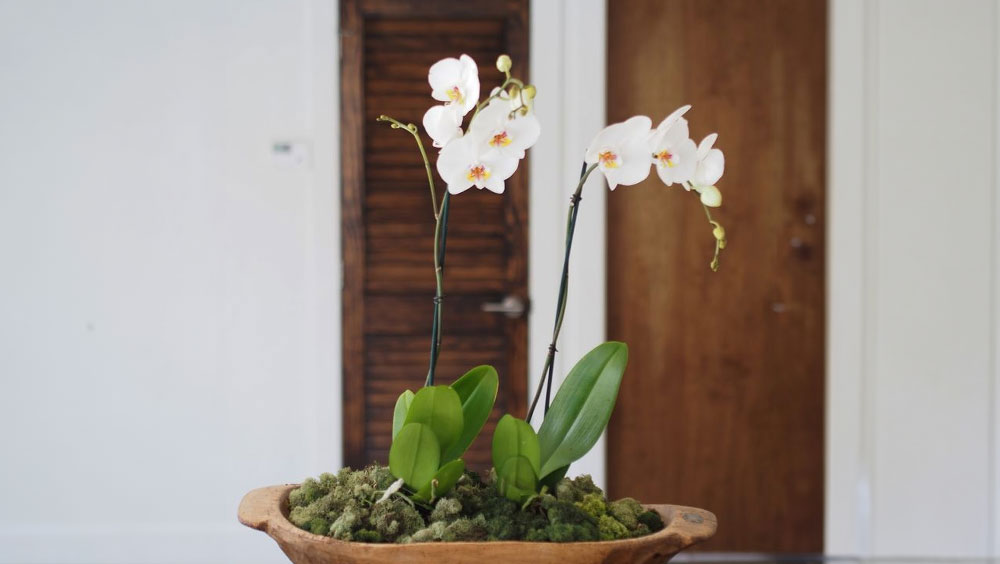 How To Repot An Orchid With Air Roots