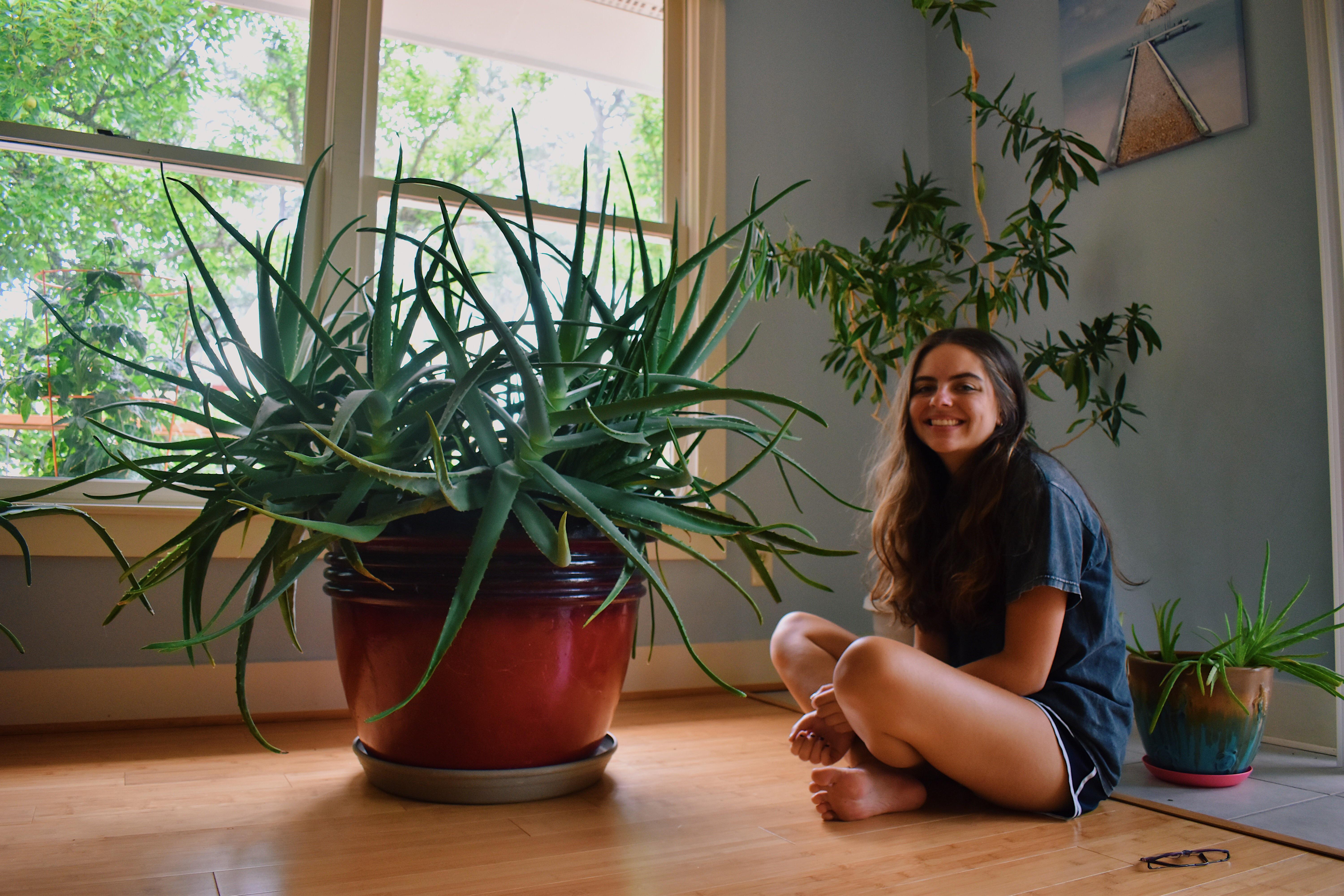 aloe