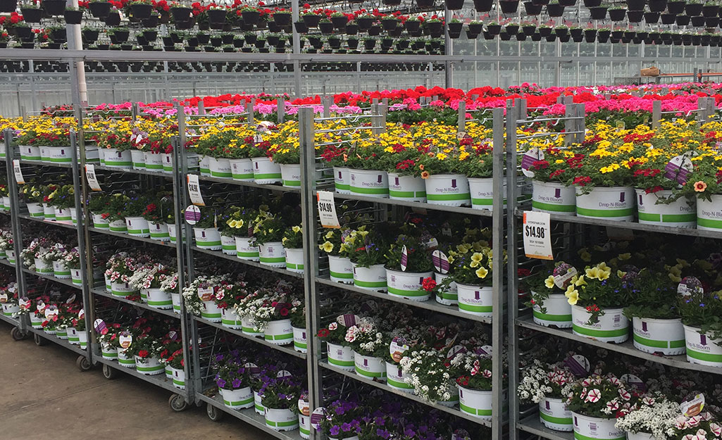 flowers for sale