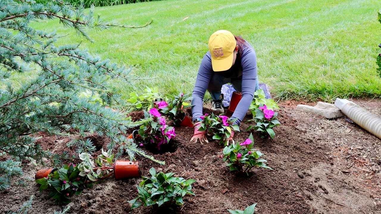 planting