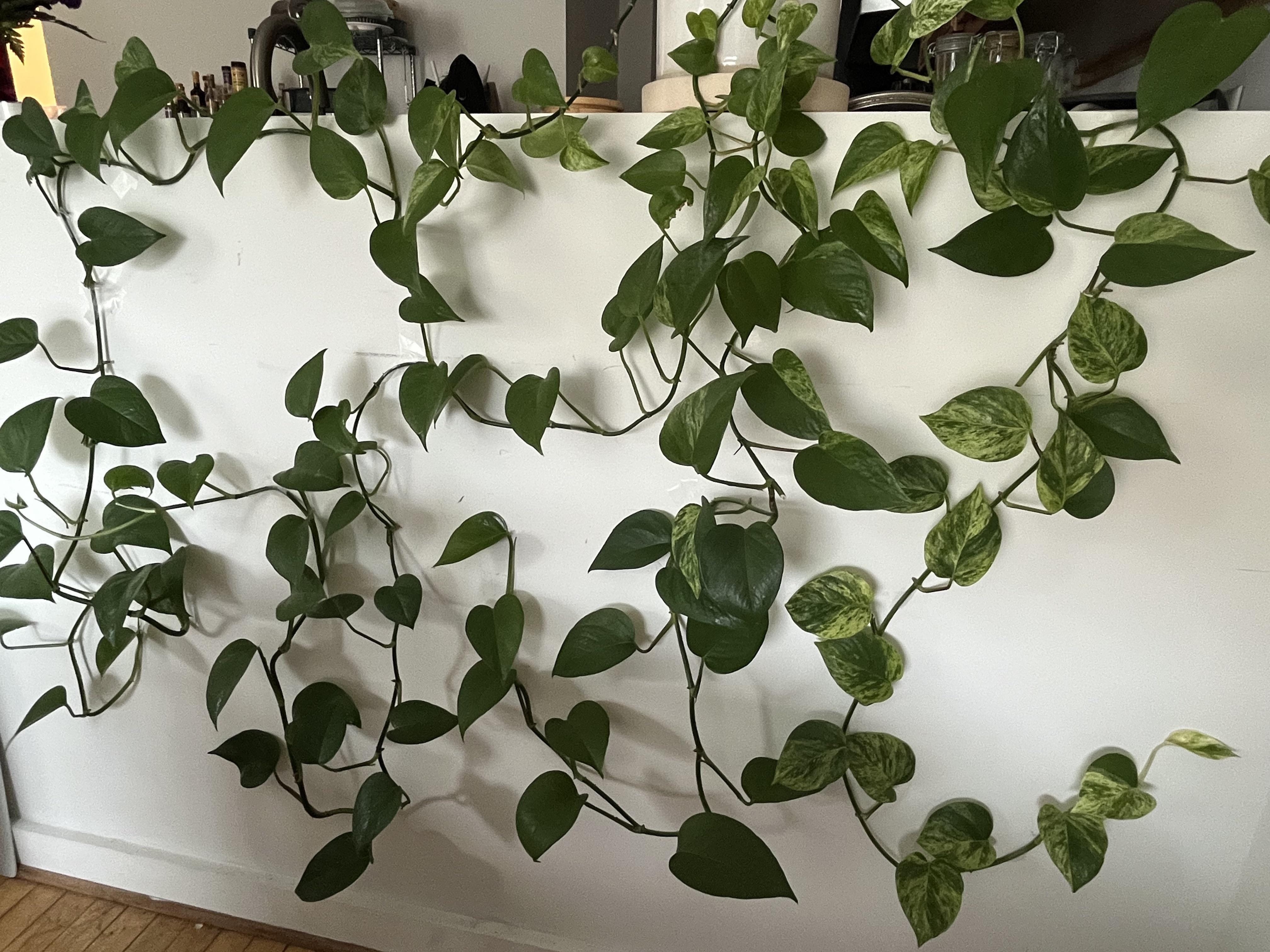 pothos