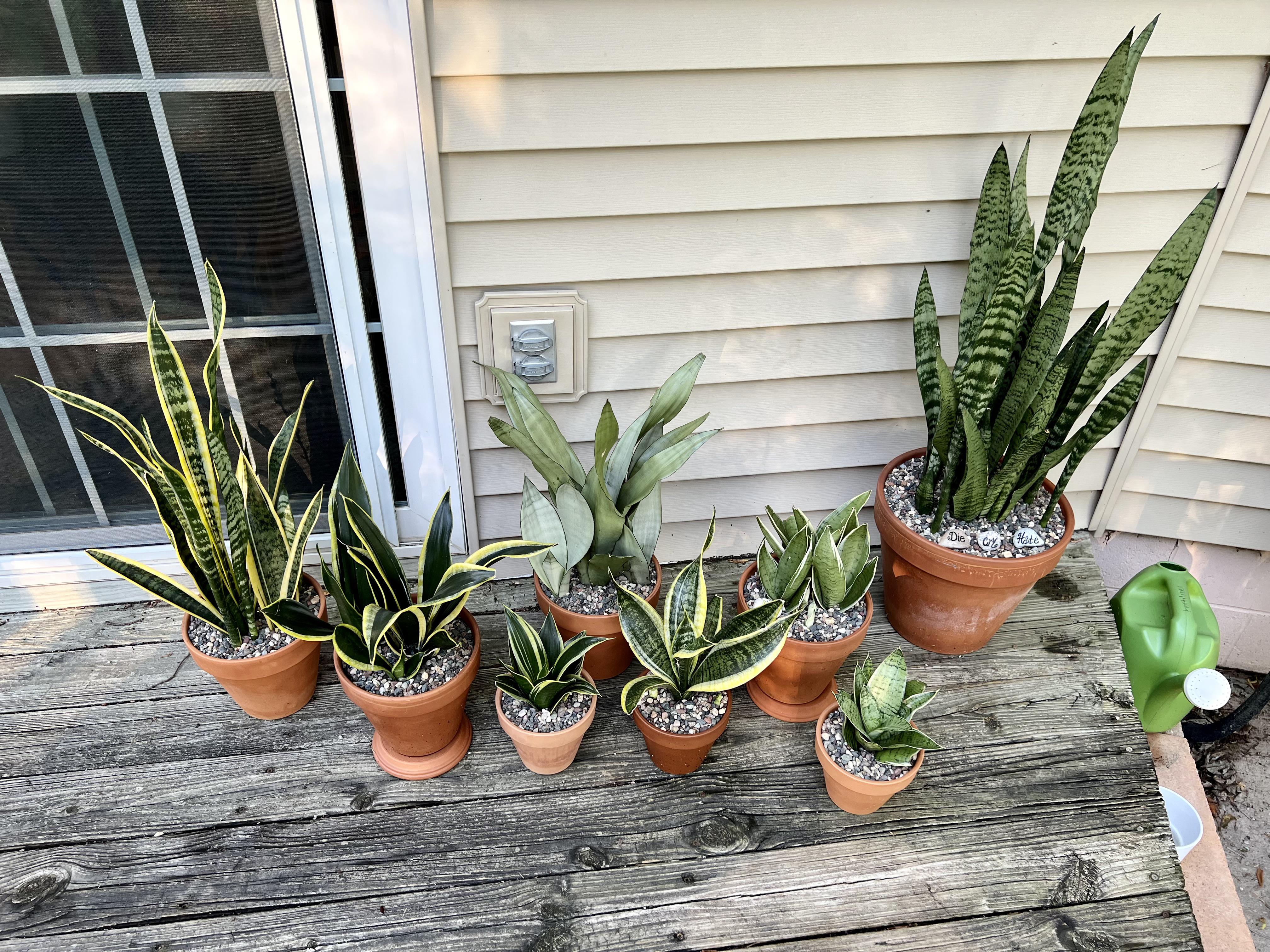 snake plant family