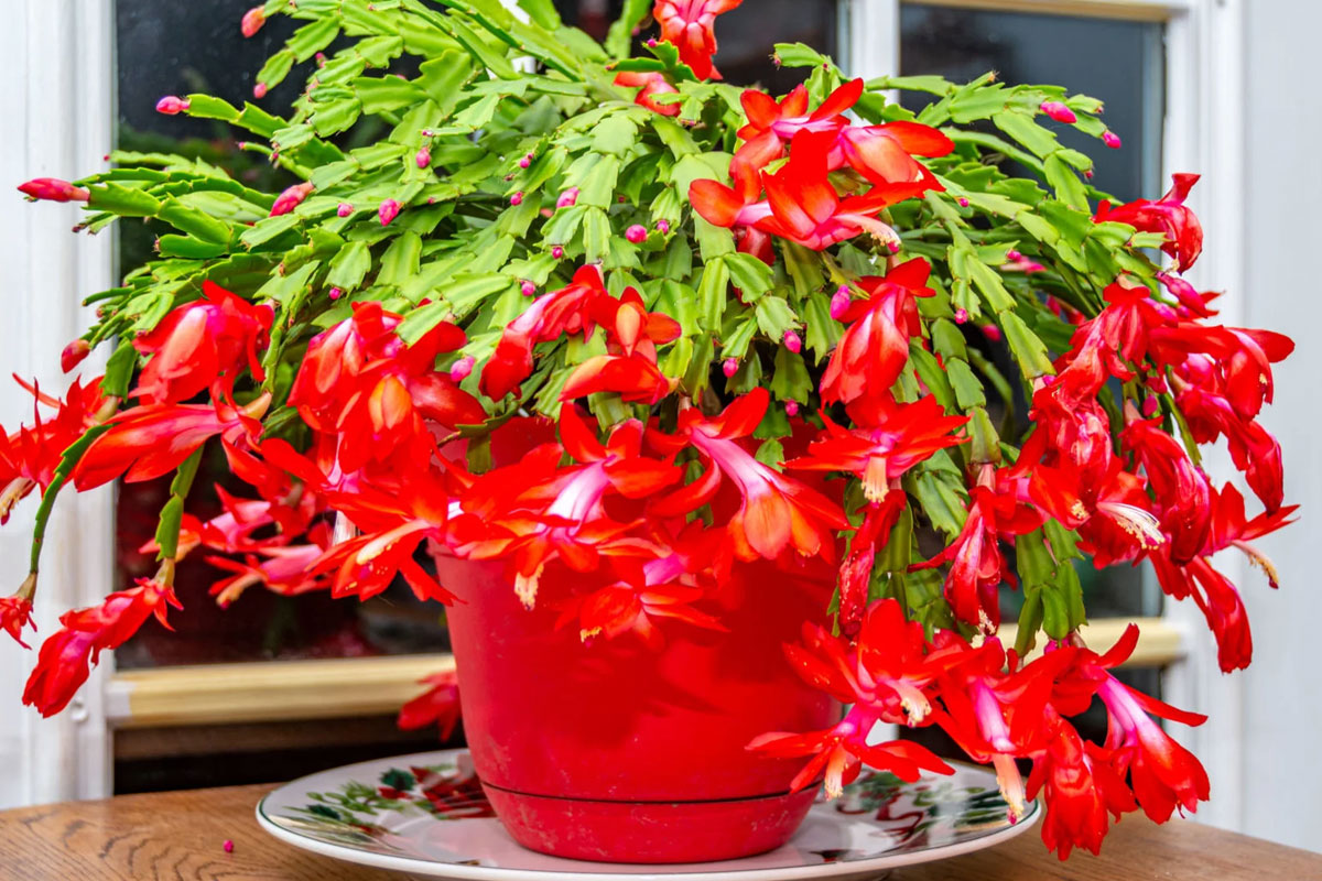 Best Houseplants For Beginners: A Comprehensive Guide