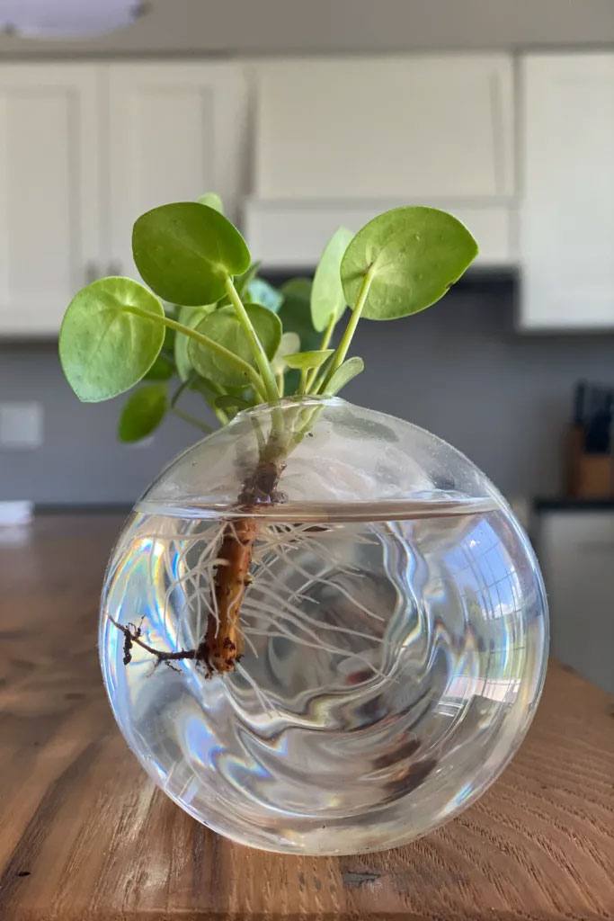 Caring For New Plants