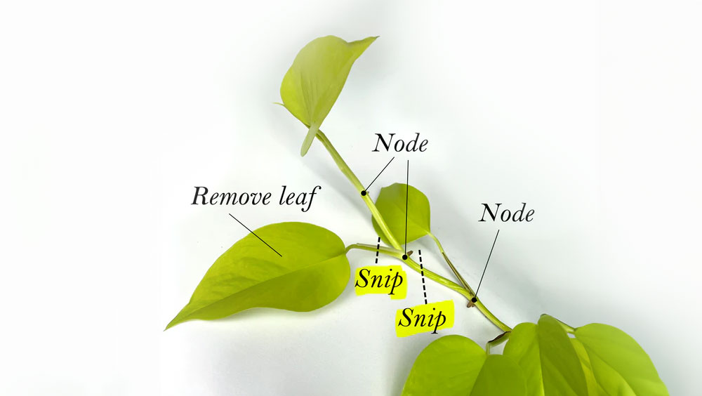 How To Propagate Houseplants