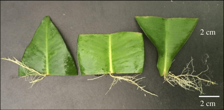 Propagating From Leaf Cuttings