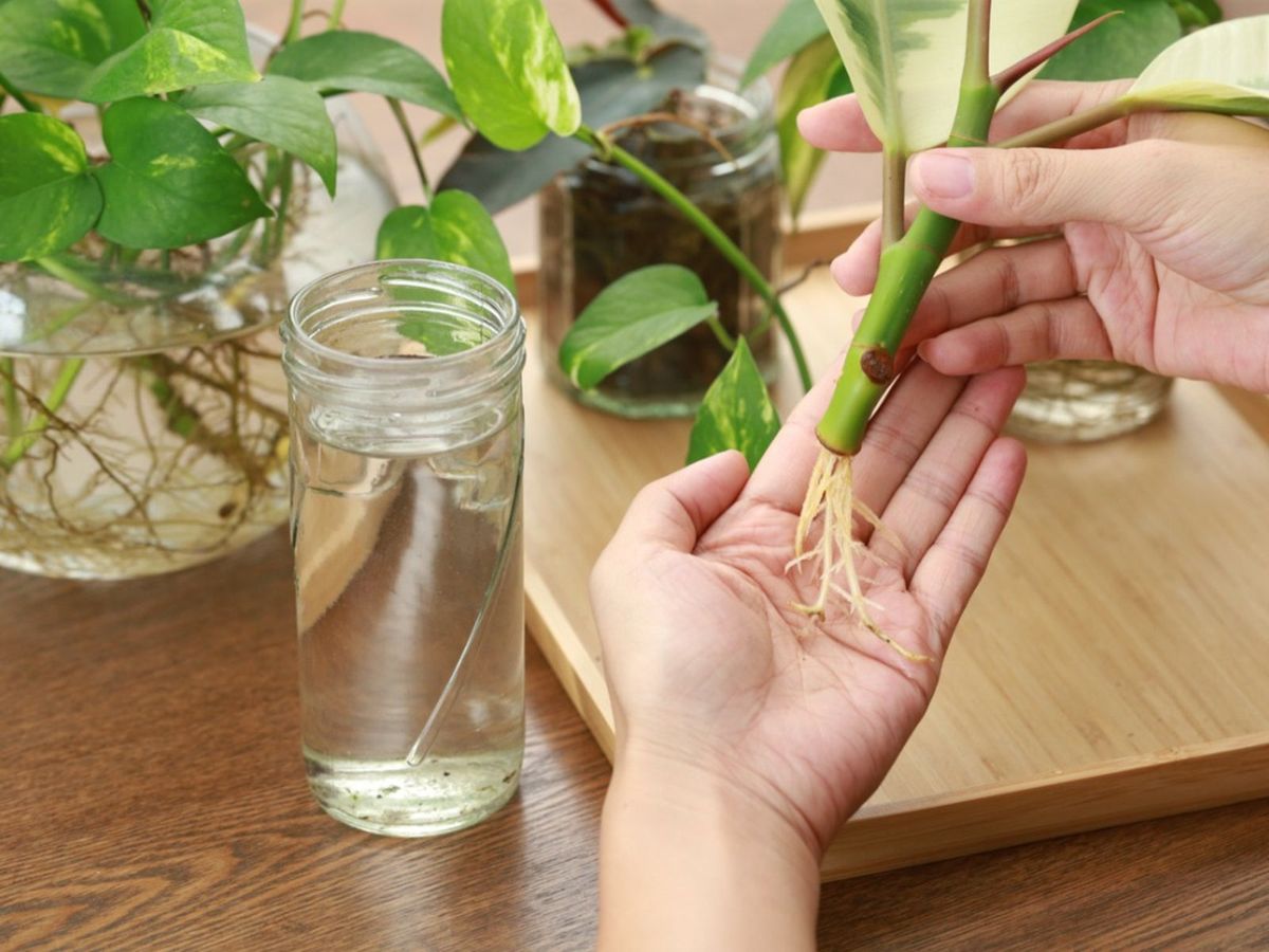 Propagating From Stem Cuttings