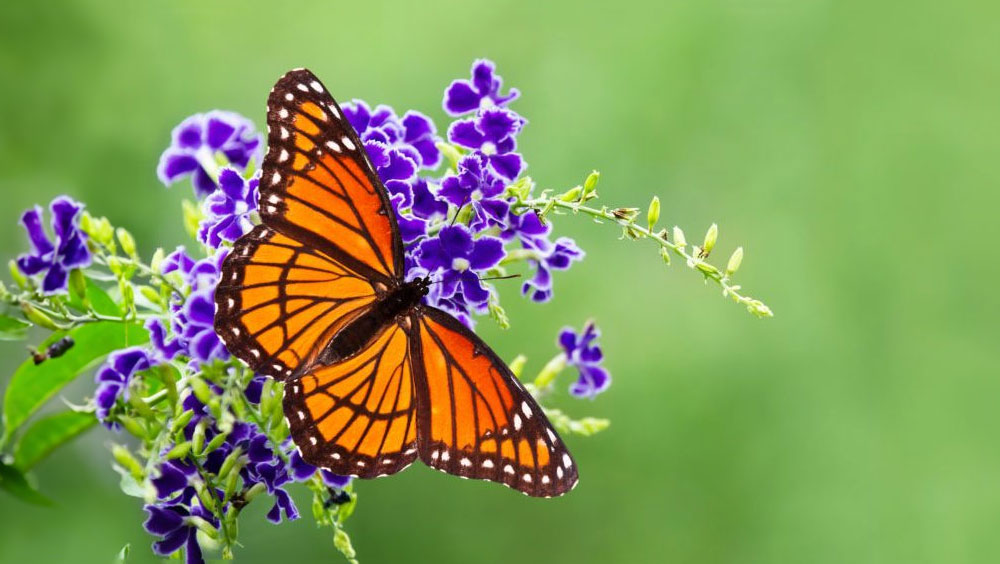 How To Start A Butterfly Garden