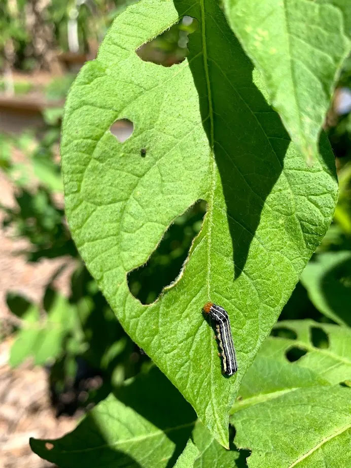 Include Host Plants For Caterpillars