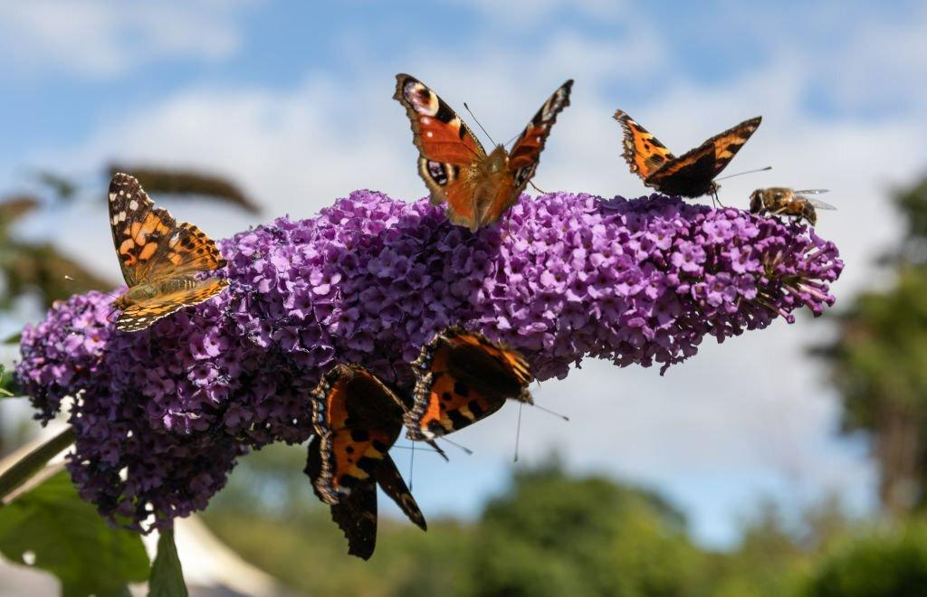 Select The Best Plants For Butterflies