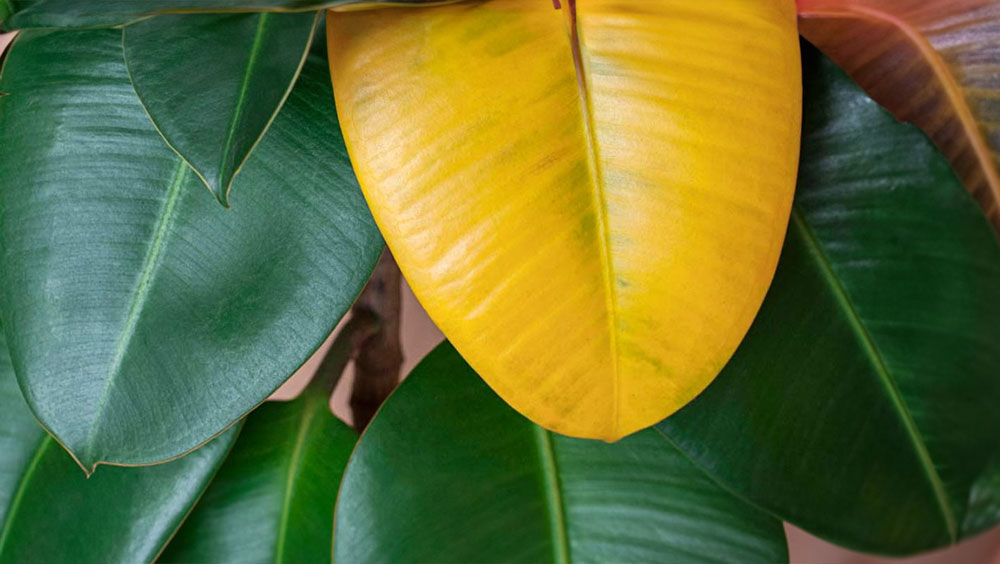 Why Are My Plants Turning Yellow?