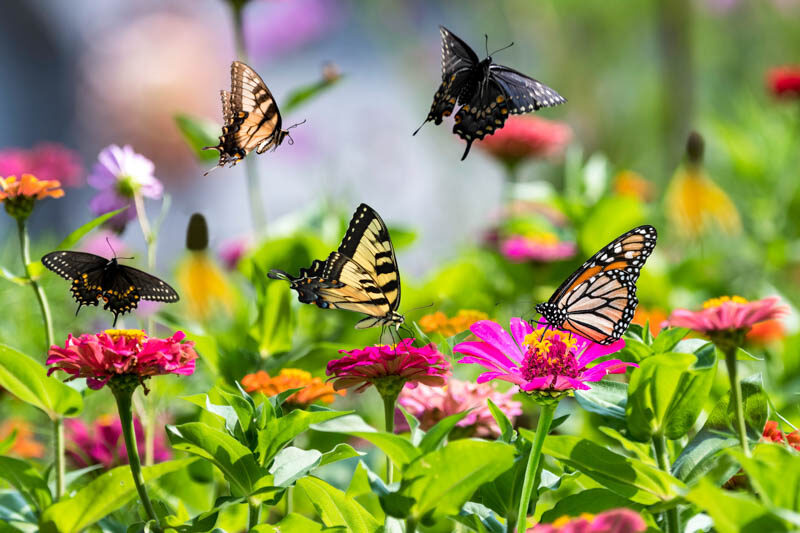 shutterstock_2151557609 Optimized 800x533