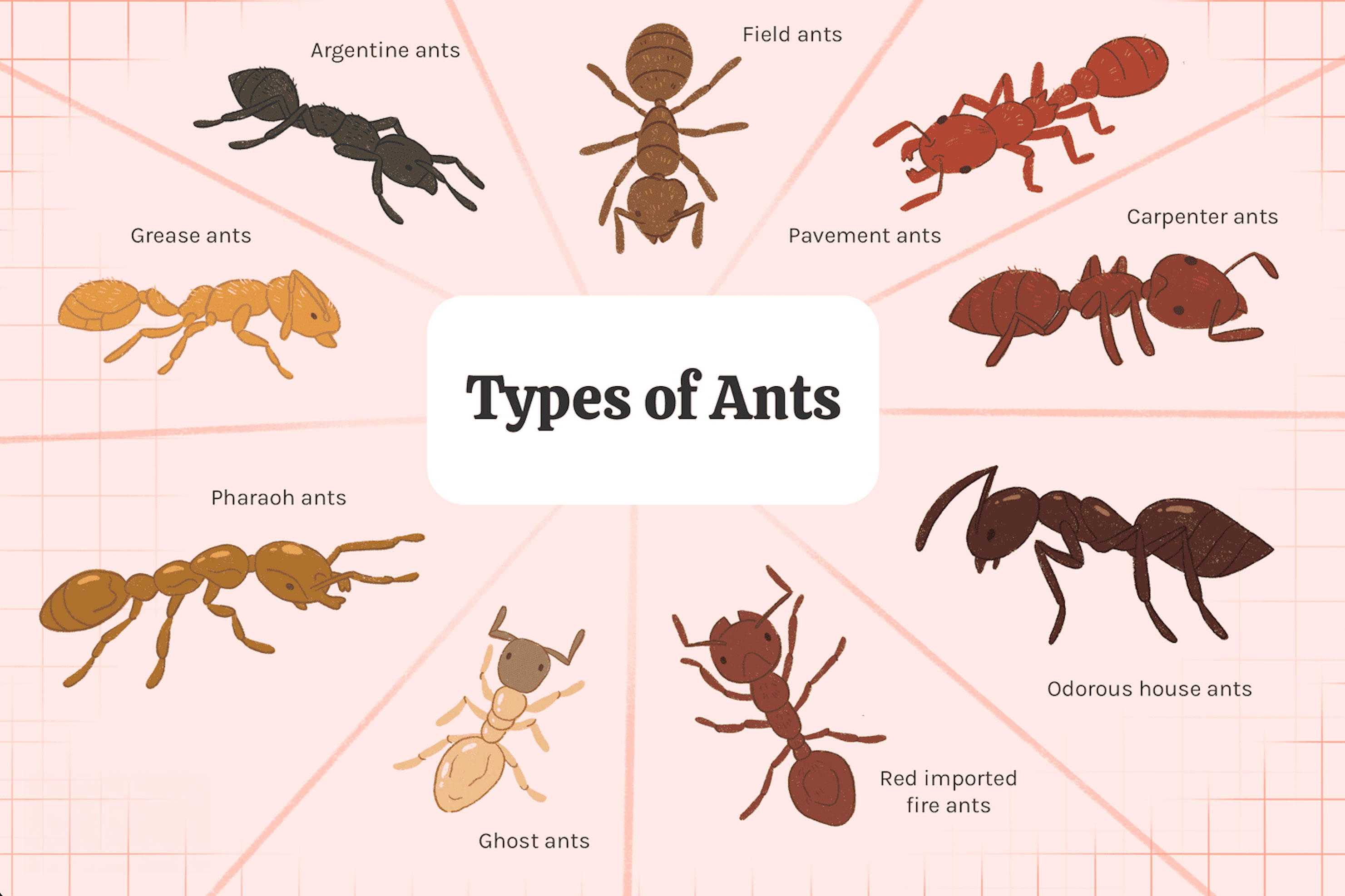 how to get rid of ants in the bathroom_5057f3aa 9567 45c2 b0a4 16197f8a3a4e