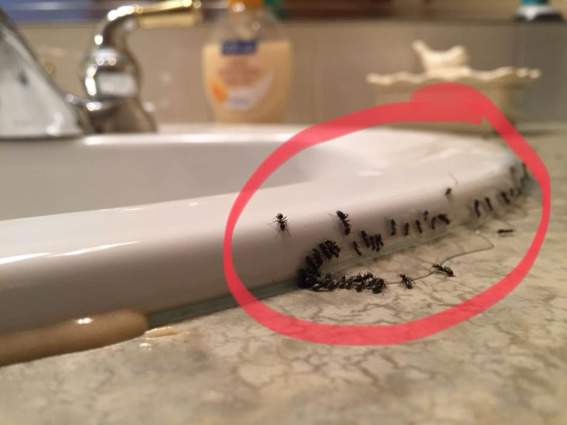 how to get rid of ants in the bathroom_59612c42 8a05 410f 8b47 223f049300a3