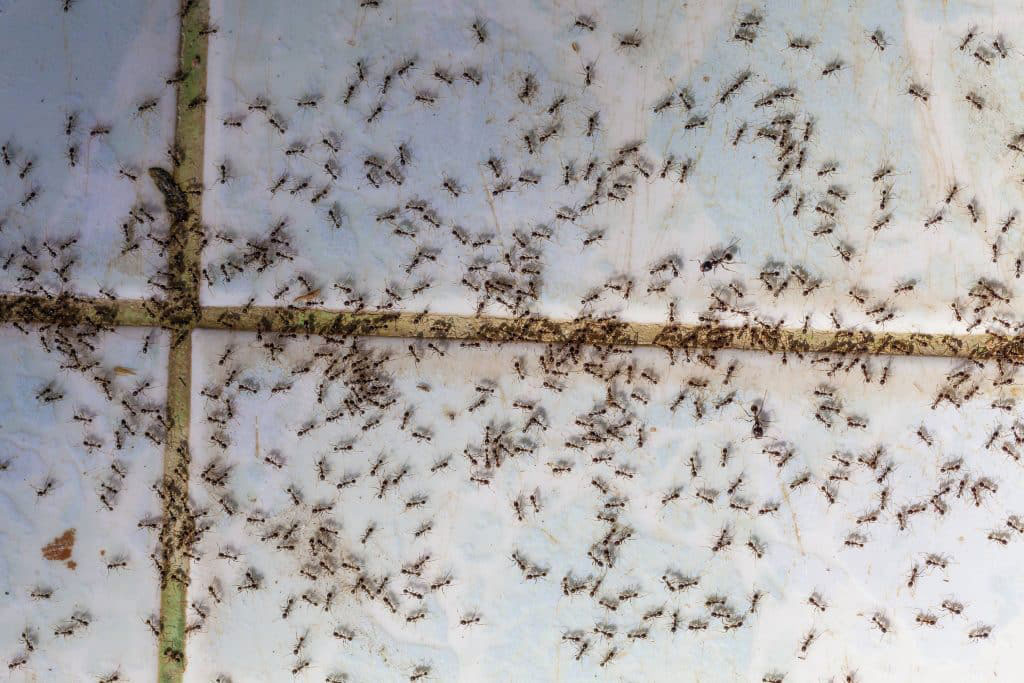 how to get rid of ants in the bathroom_6eb6d618 c740 4cc3 8b3d cf91b5b26cde