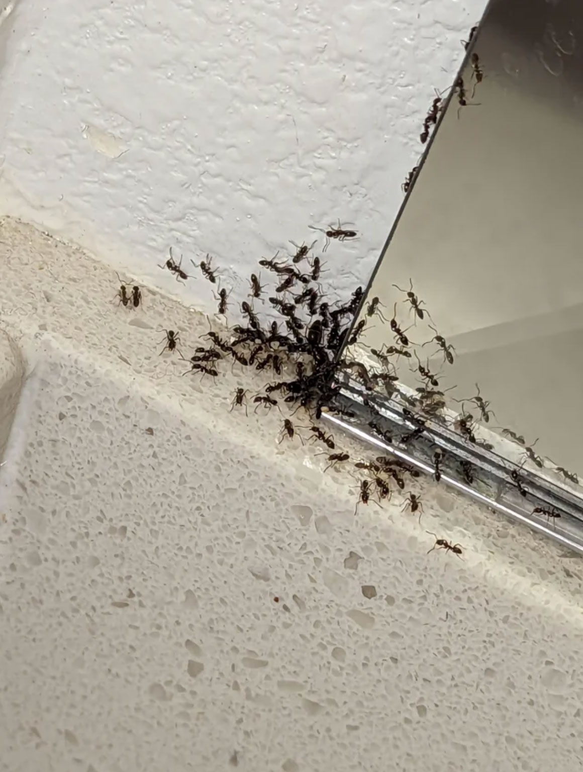 how to get rid of ants in the bathroom_73e15efb 9745 45dc b35f 312b7065c2a5