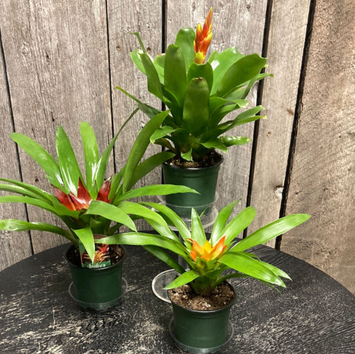 10 best flowering houseplants_09100e64 1044 4ed7 9e7c 013b59834f2d