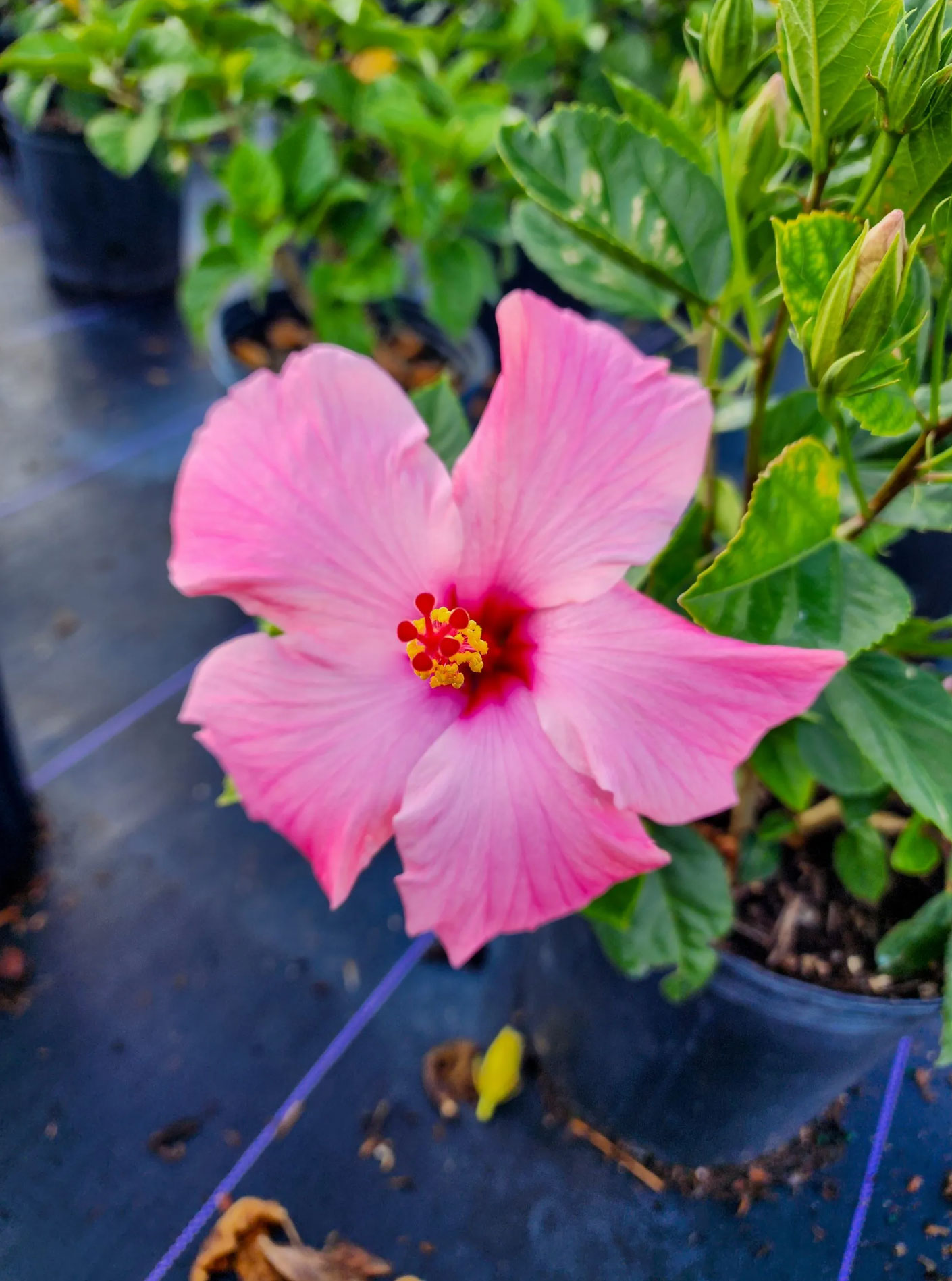 10 best flowering houseplants_131652be 866e 42f4 8196 c33d7f559e79