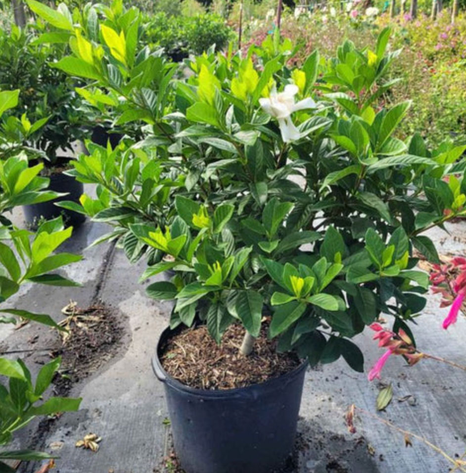 10 best flowering houseplants_23f1b000 ed70 4c30 ac9a d47ec686808b