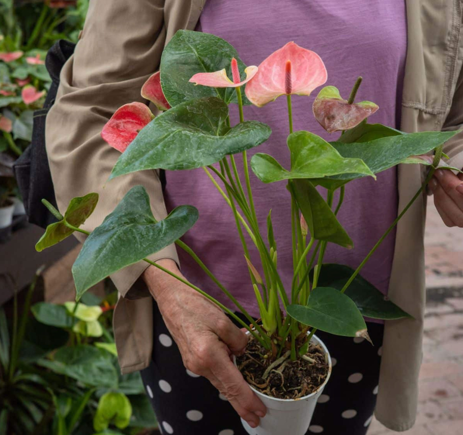 10 best flowering houseplants_67fea504 3e75 46b1 92af 1af8a33950c2
