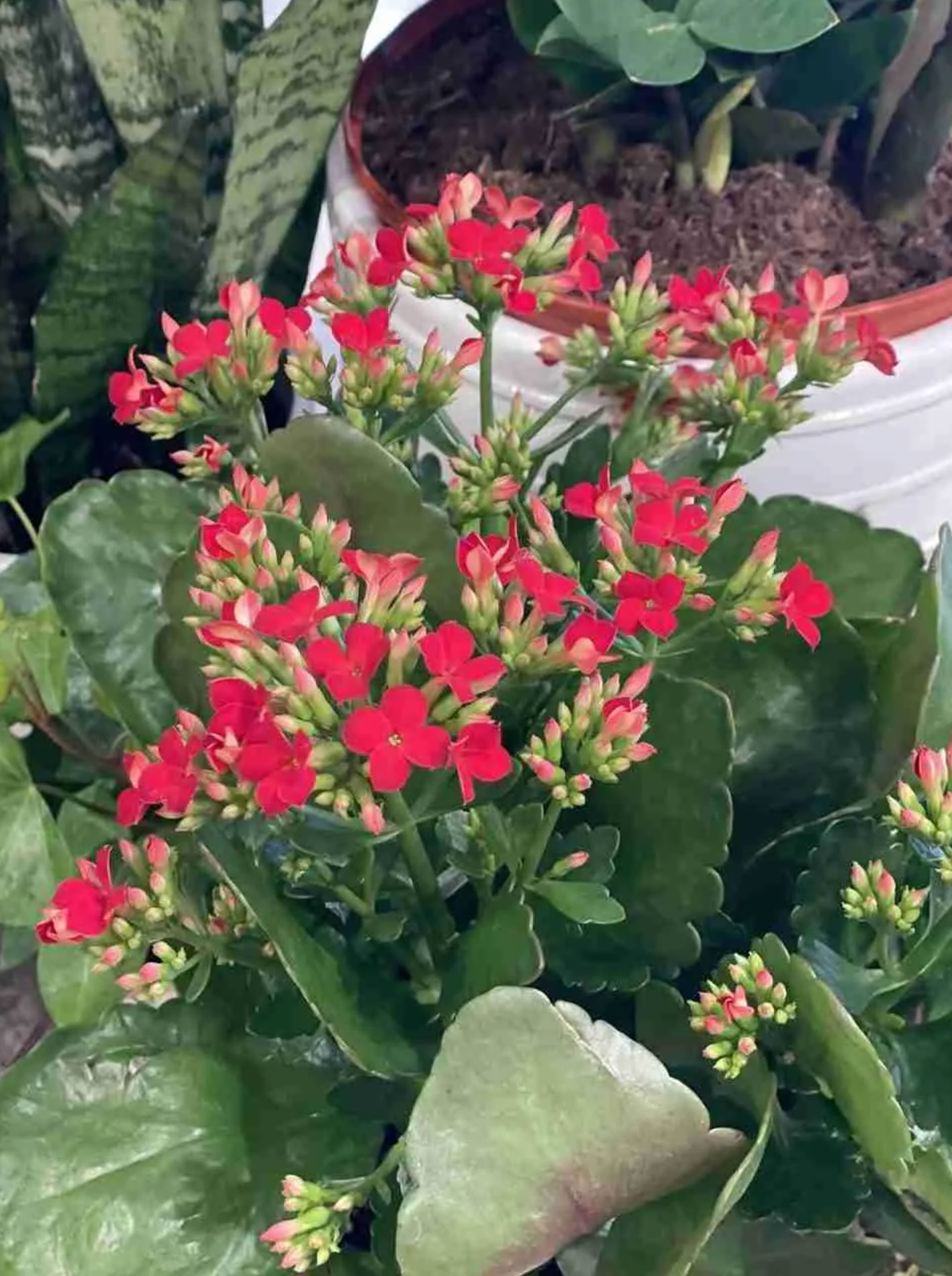 10 best flowering houseplants_730850af dd39 40ed b393 b4354b8a6ade