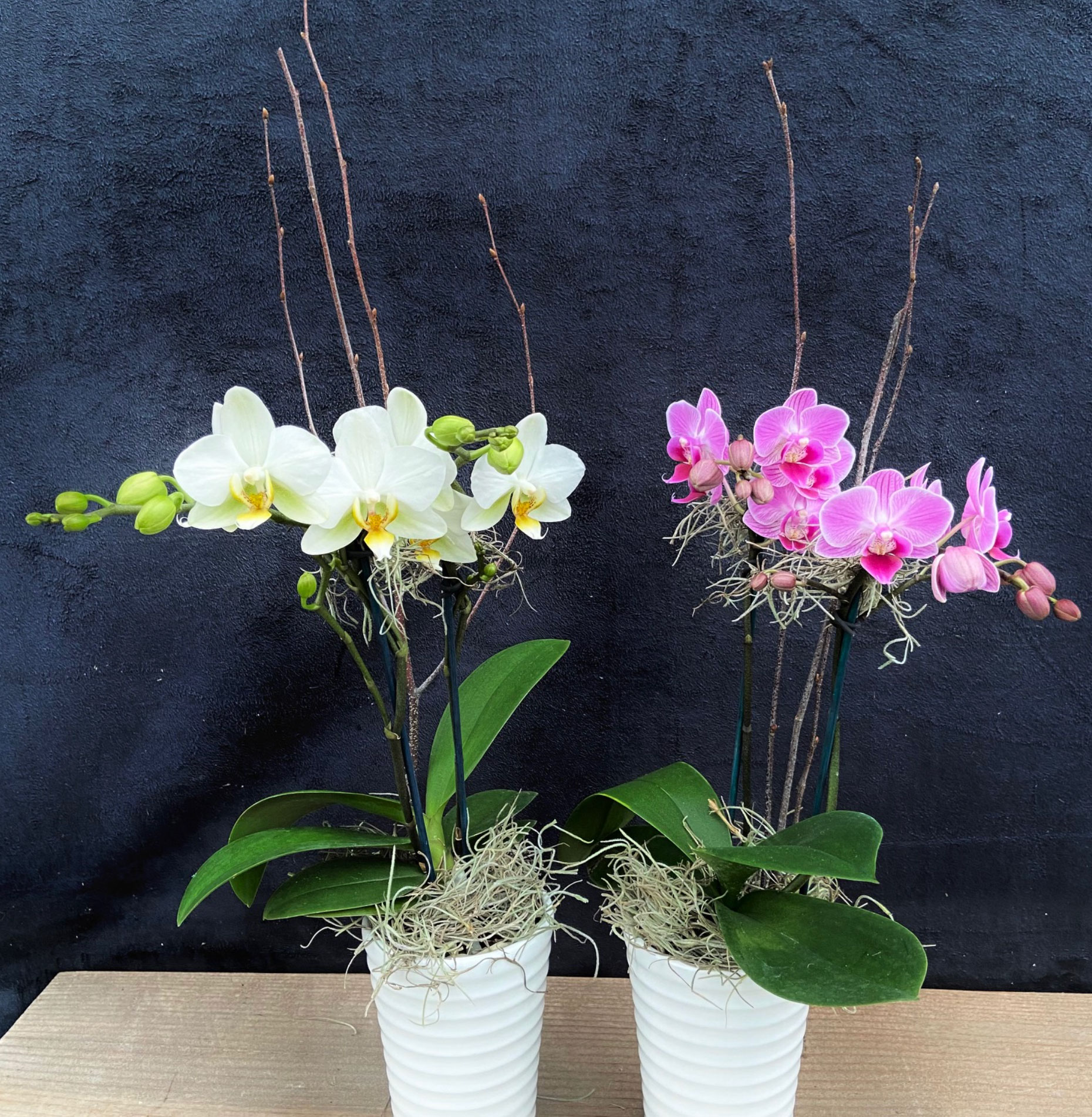 10 best flowering houseplants_7d6ecff2 b29c 4075 ba88 0d173517c7cb