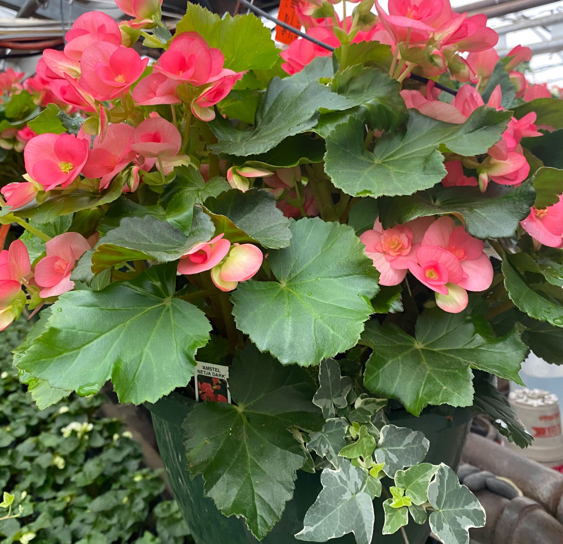 10 best flowering houseplants_7e0631a7 f38c 49f4 972d 40062de77171