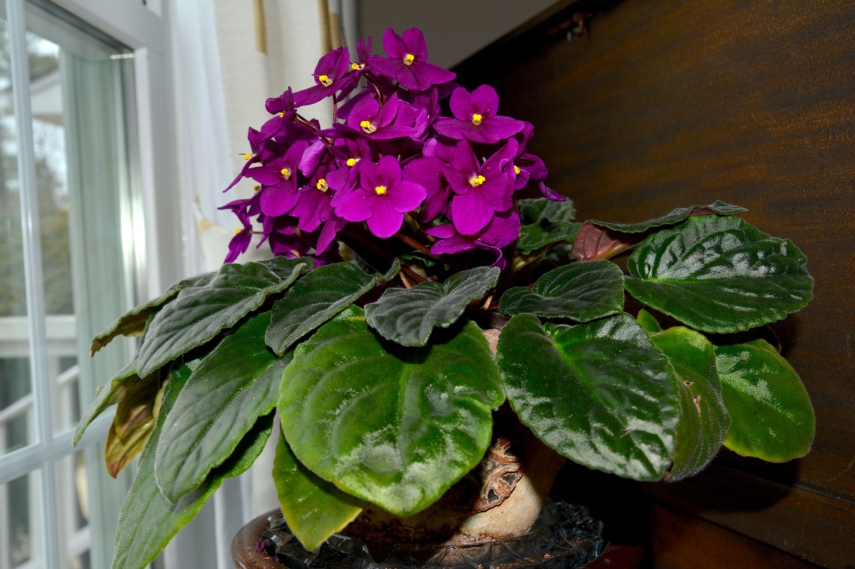 10 best flowering houseplants_ae0015fd 8c91 4e8a a470 f977ed145147