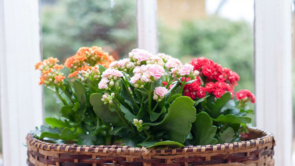 10 Best Flowering Houseplants