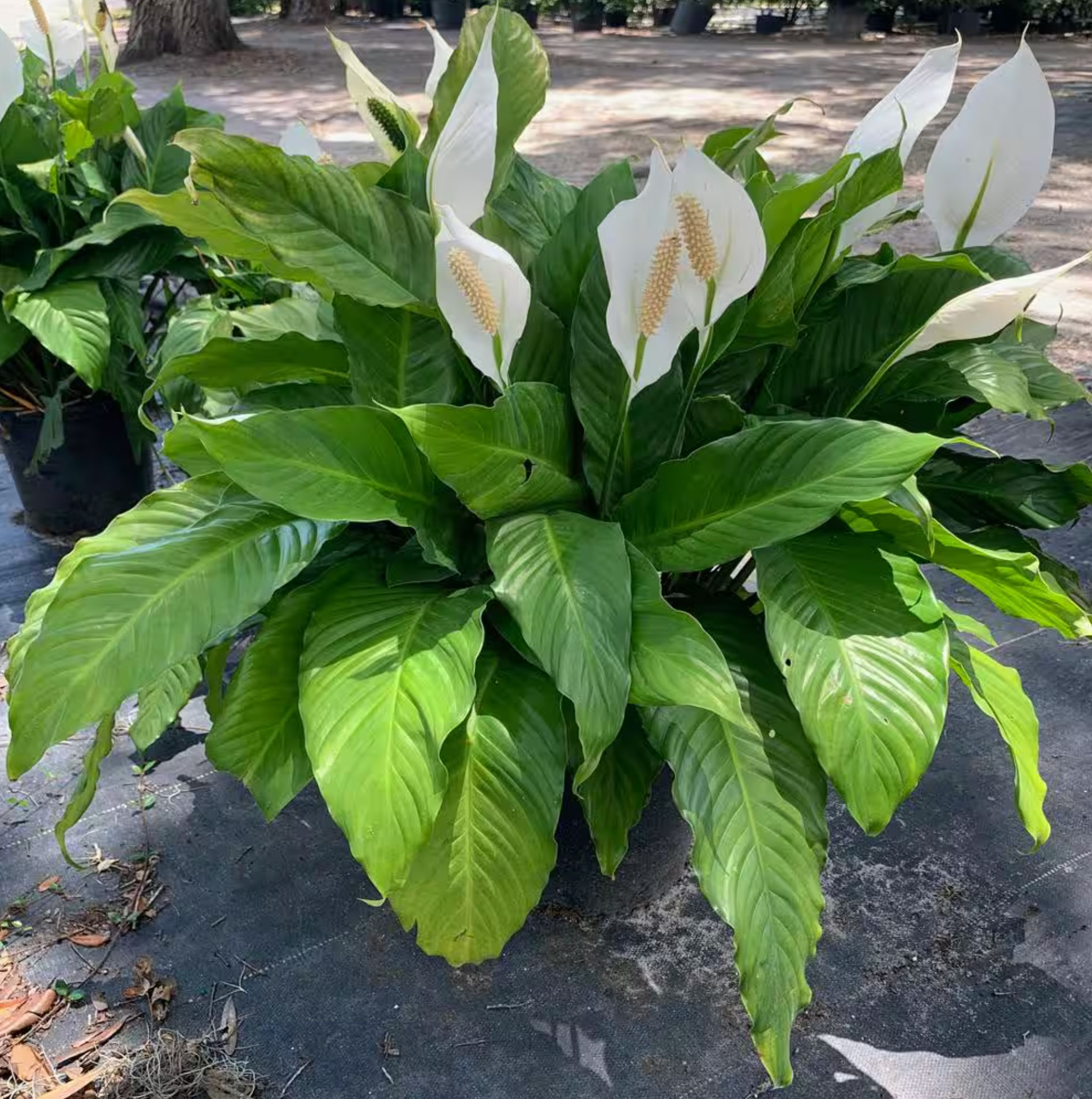 10 best flowering houseplants_fdacd0e4 7939 4af1 a584 5c068818493f