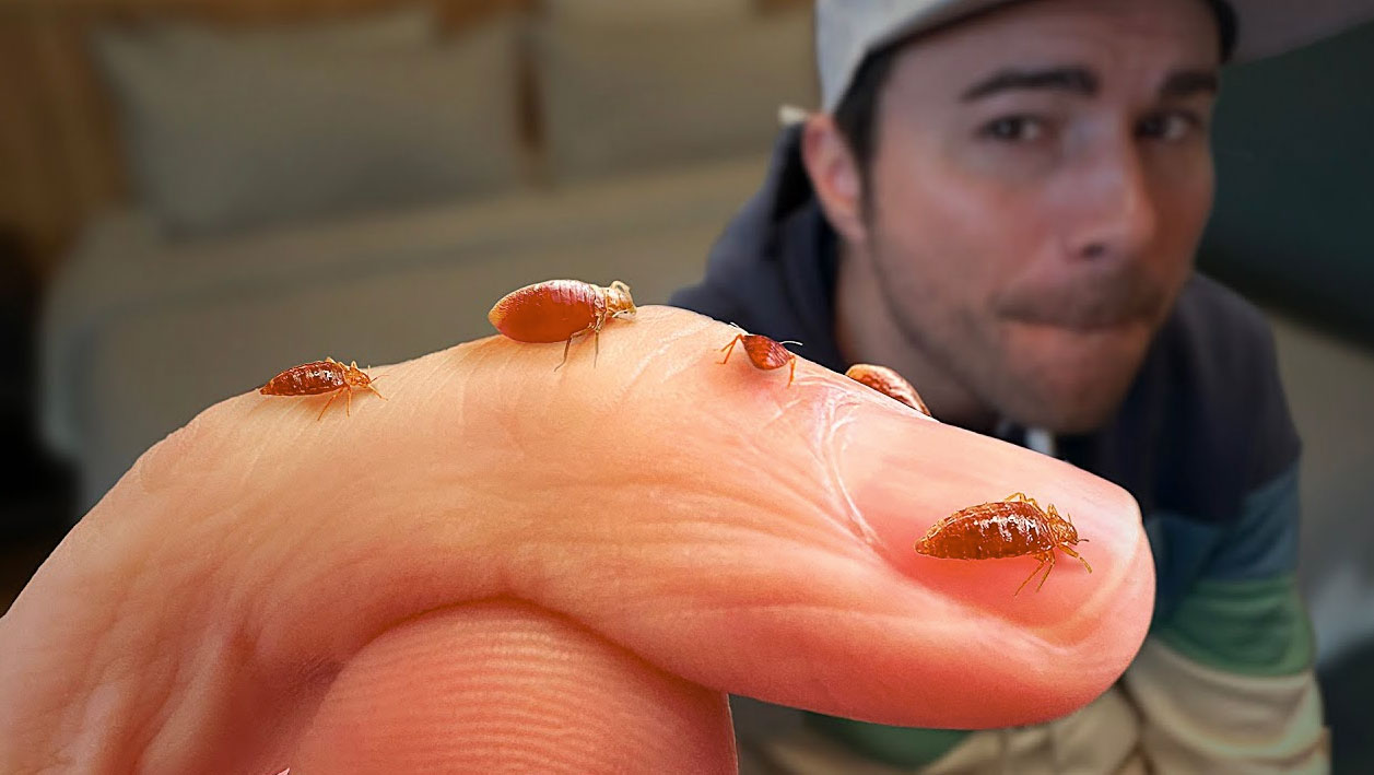 how to check for bed bugs_37875c43 63fa 4e7c 8e0d f6238c6d4a38