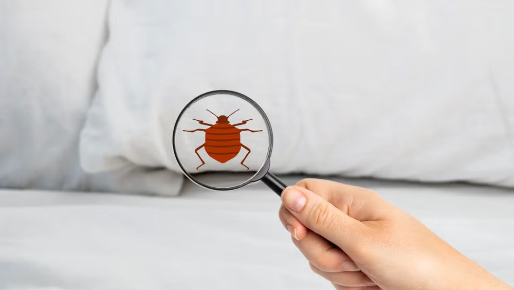 How To Check For Bed Bugs