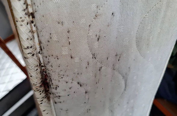 how to check for bed bugs_cef780cb 2b82 419b 9cac 93f071d74616