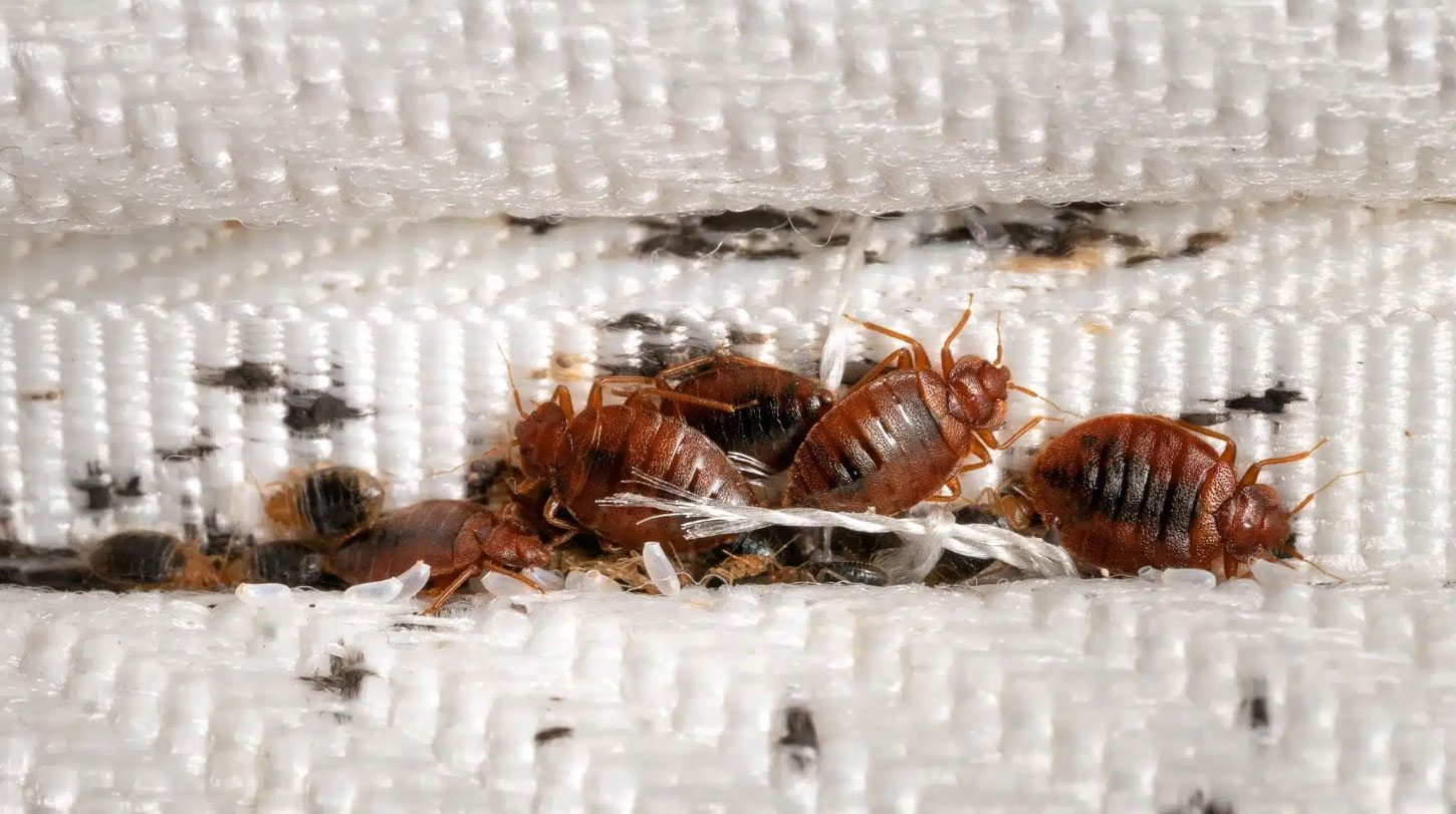 how to check for bed bugs_e8fed0d9 7826 4fc6 86dd e3e90a617a43
