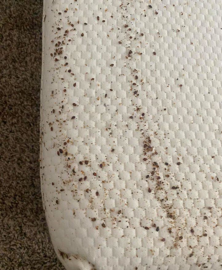 how to check for bed bugs_f469604c 867c 45a8 ac83 44e401603a1e