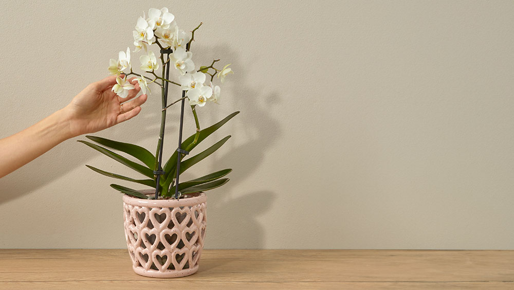 The Best Flowering Houseplants