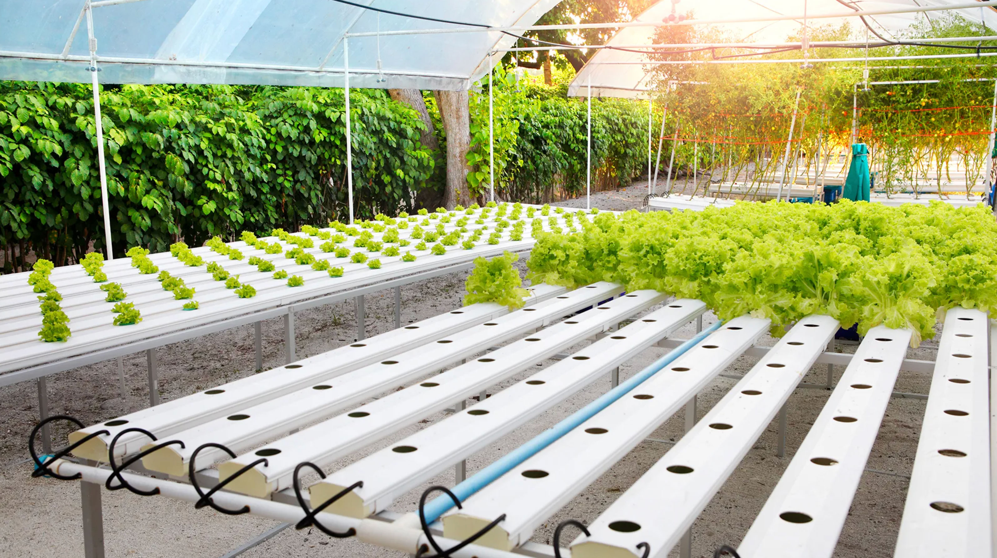 how to start a hydroponic garden_341b9f28 52d4 4938 a2a4 a9ffeda91f13