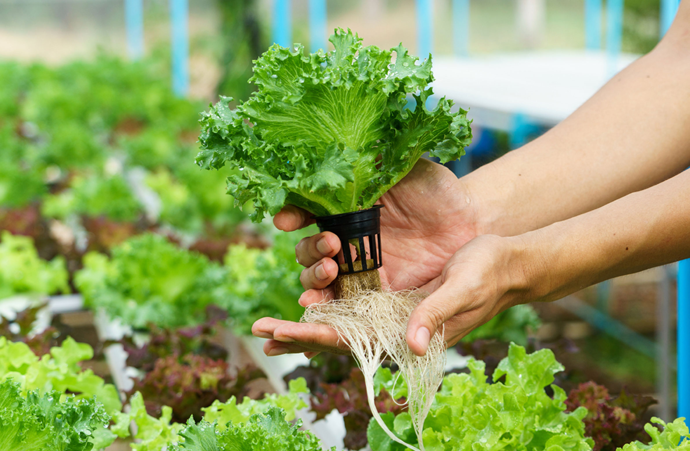 how to start a hydroponic garden_36450585 c603 483a 962c f10261a31d20