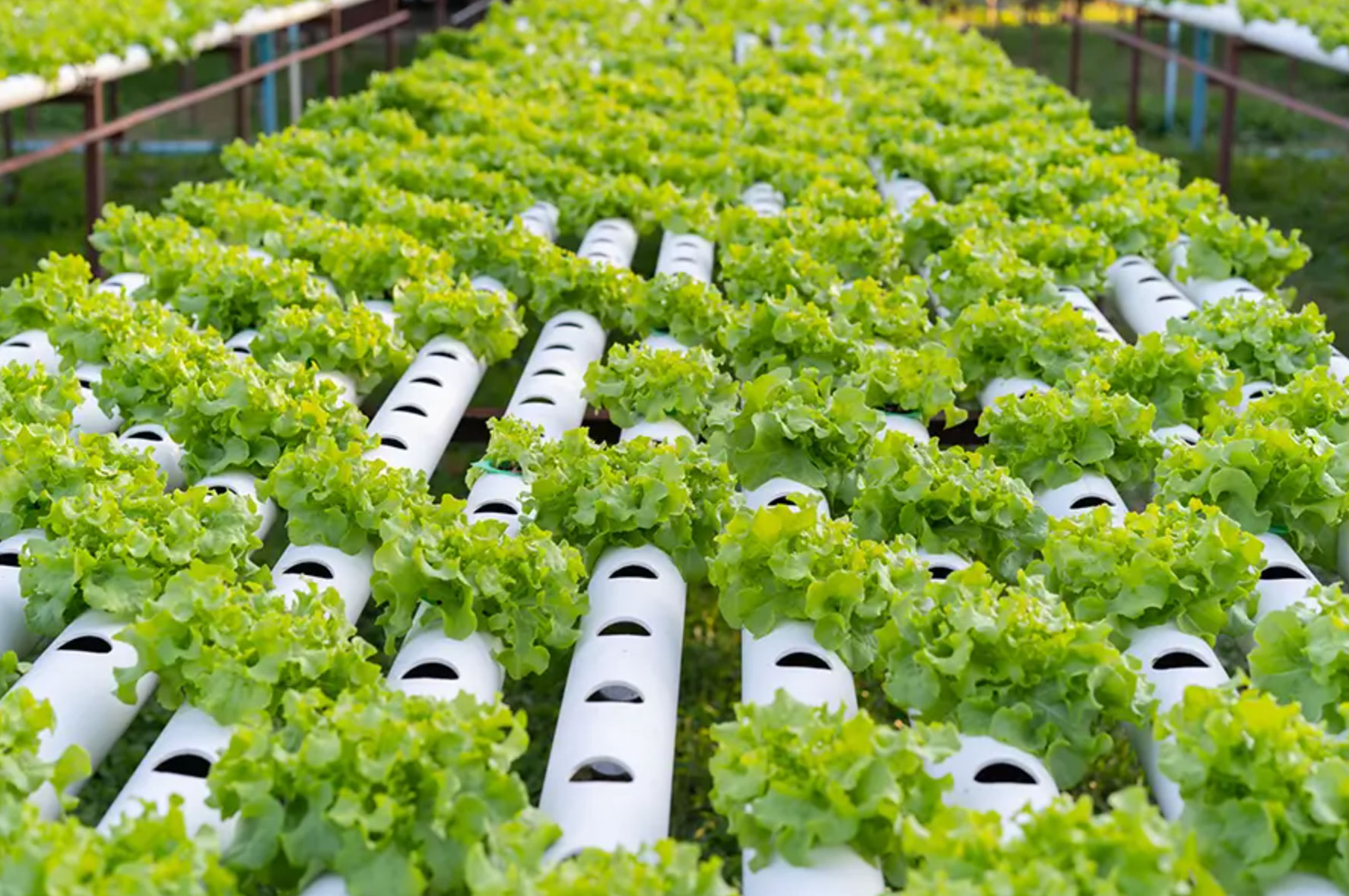 how to start a hydroponic garden_3e24f16a b84d 490b aca5 5047745c66e9