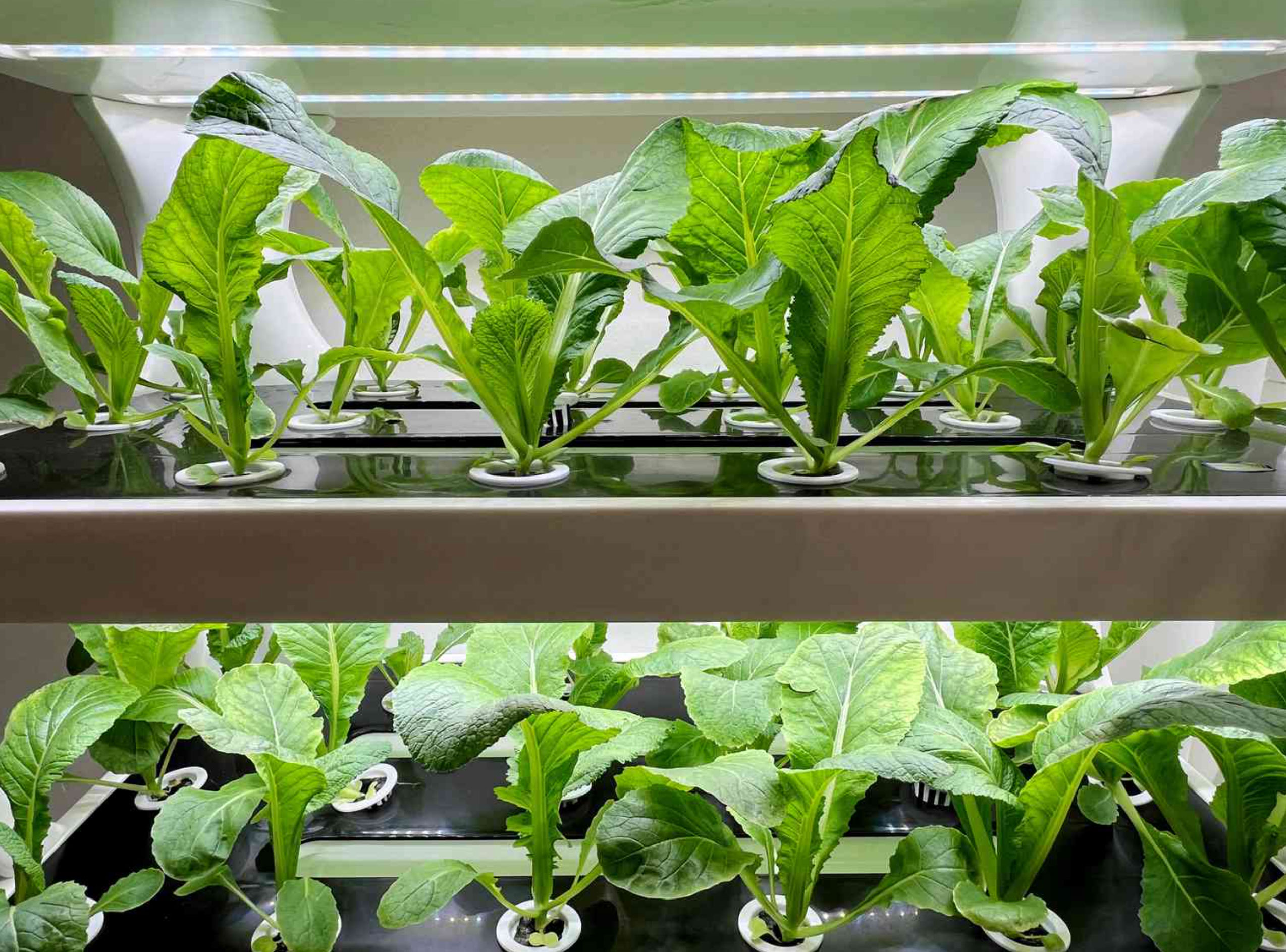 how to start a hydroponic garden_9e5c0ff8 3d4d 4a8f aded f388ab003056