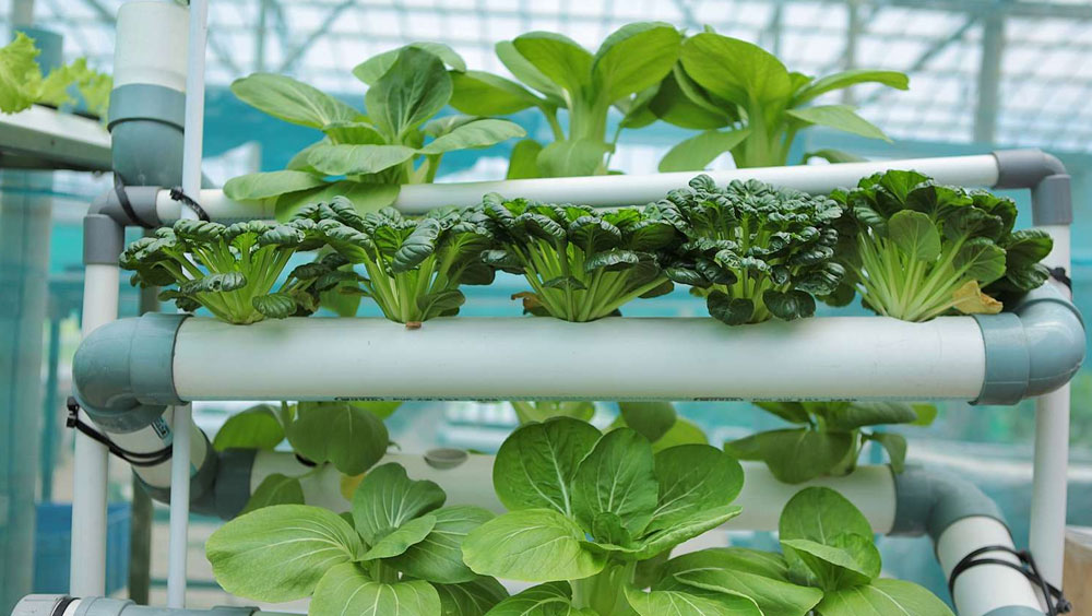 How To Start A Hydroponic Garden