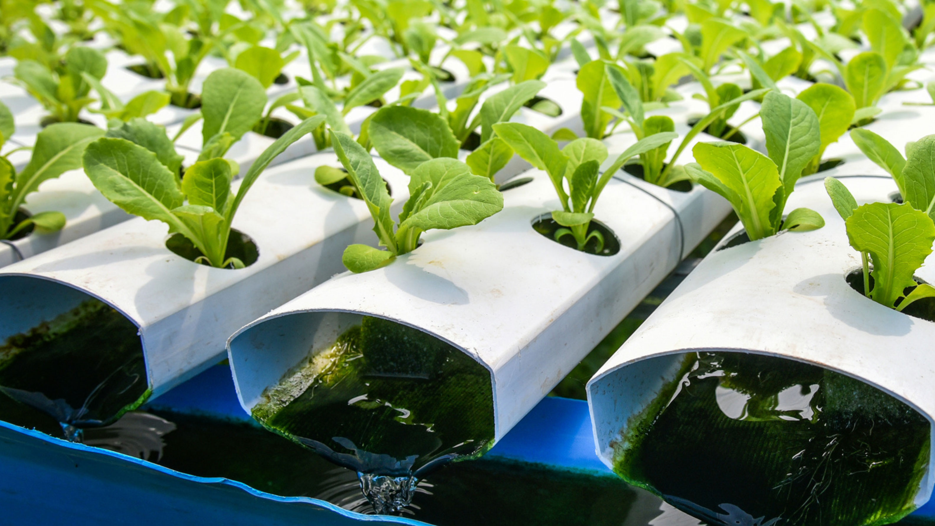 how to start a hydroponic garden_e58277ac 3a5d 49ad 8c7a d5991e7baccd