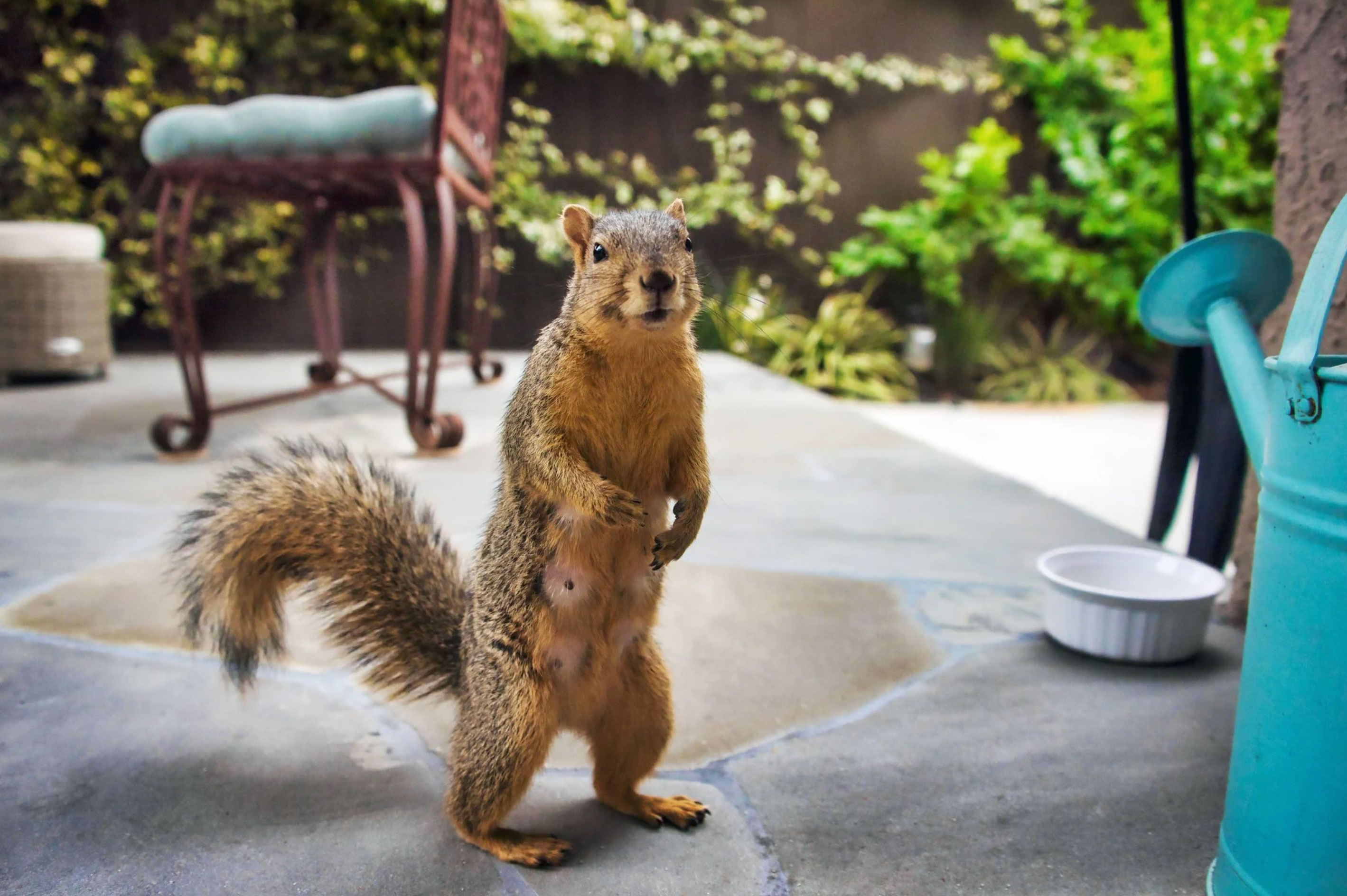 keep squirrels out of the garden_04505fc2 467d 4790 945a a8580a04775f